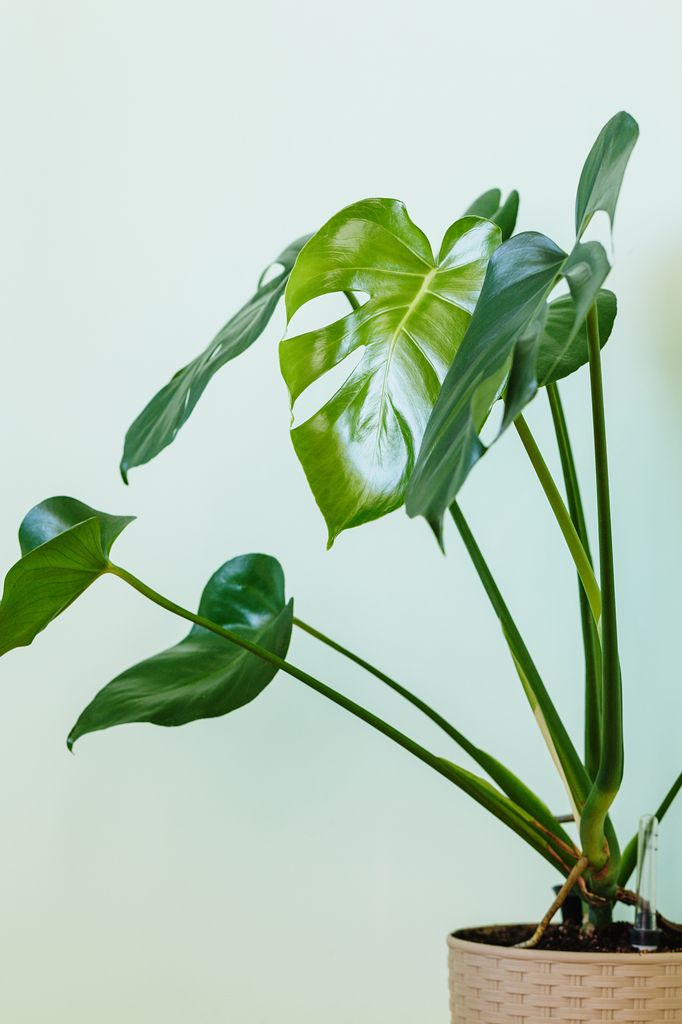 Monstera deliciosa palm house plant