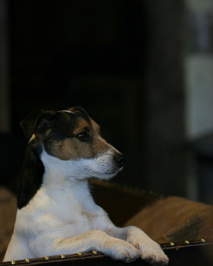 Monty Don's late Jack Russell Terrier, Barry