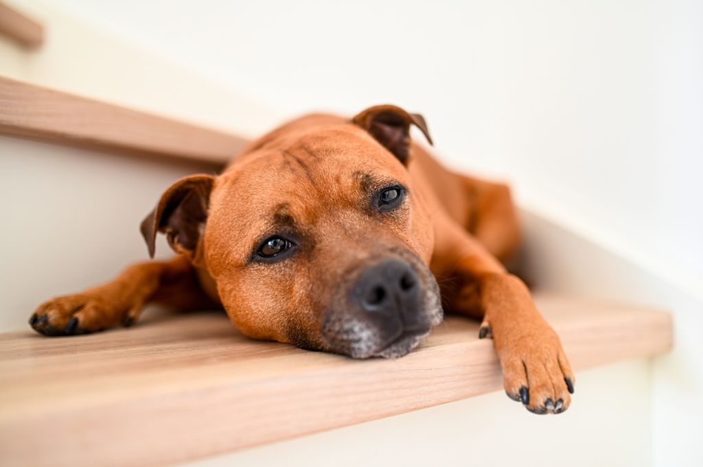 Staffordshire bullterrier relaxing on the stairs