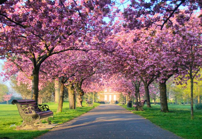 blossom