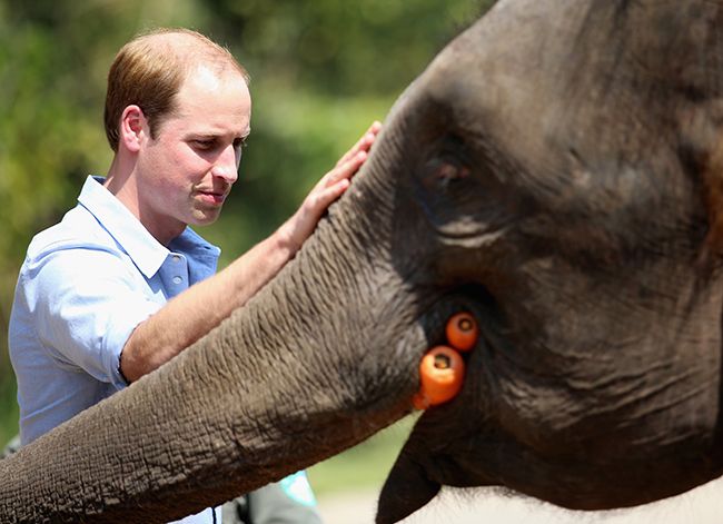 prince william with elephant