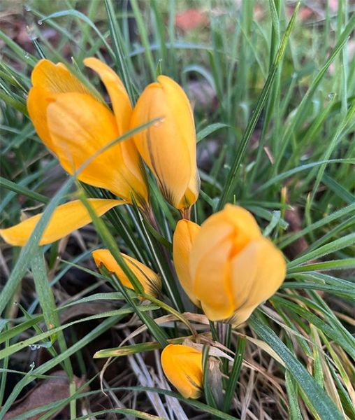 Yellow crocuses