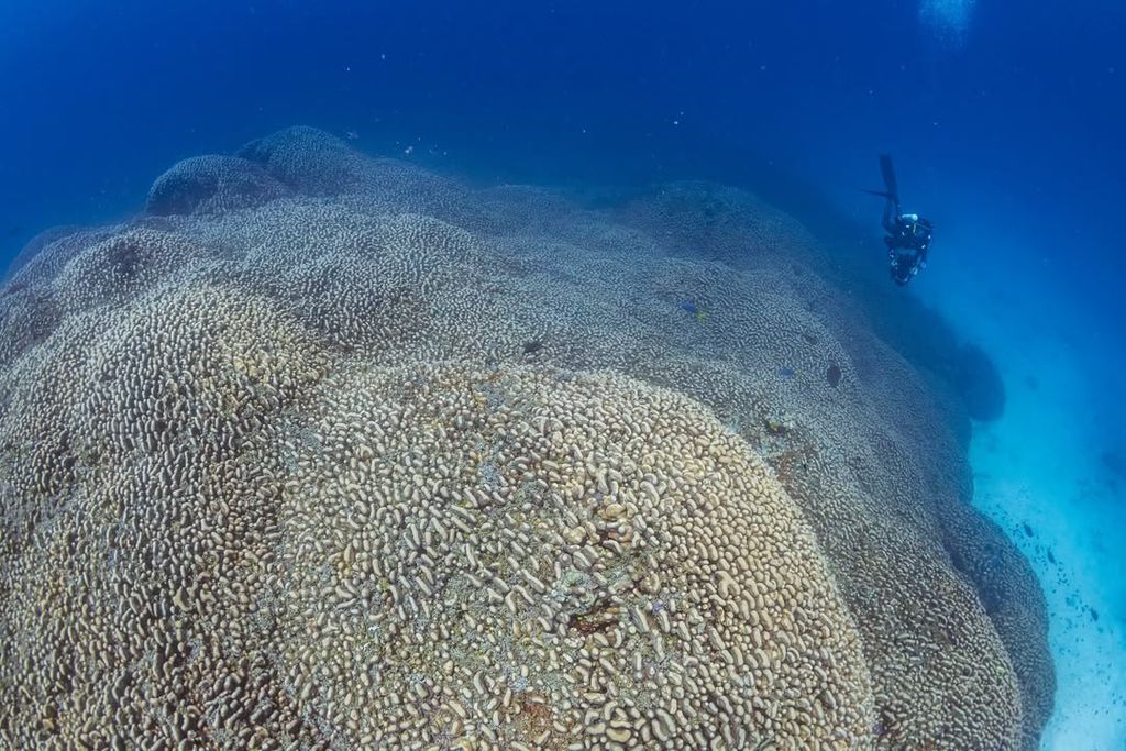 world's largest coral in the Solomon Islands