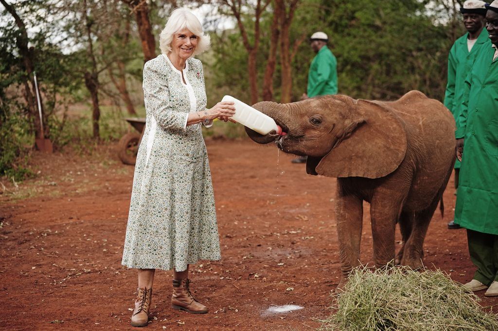 Queen Camilla bottle feeds elephant in Nairobi