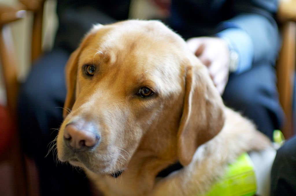Person holding Golden Labrador guide dog, close up