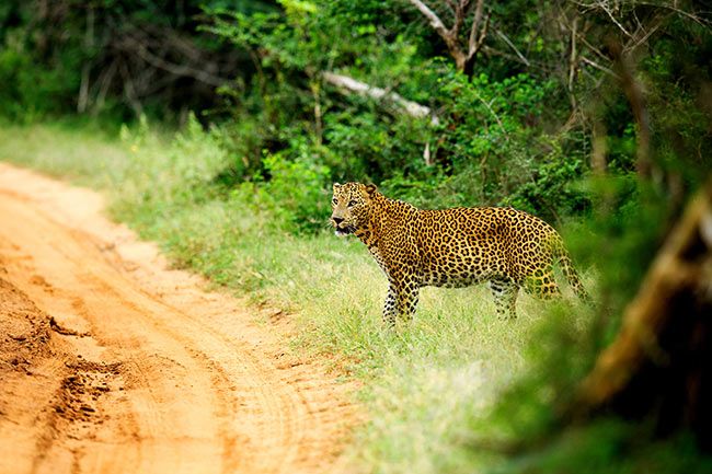 4 Yala leopards national park