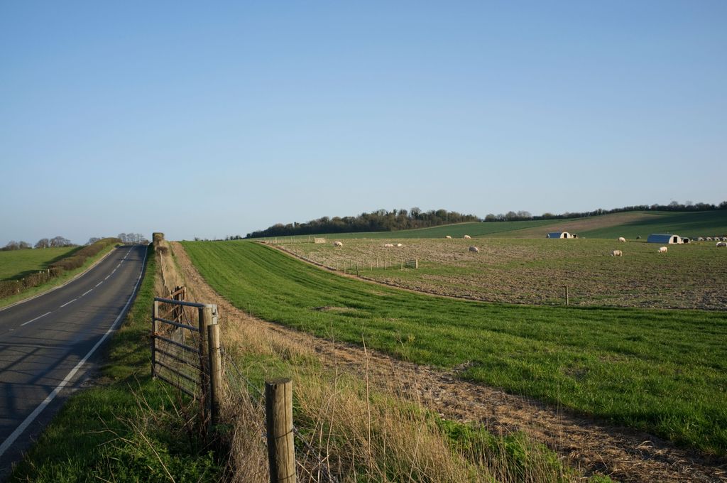 stock image of Pigs in a field near Aston Tirrold in Oxfordshire, England, UK.