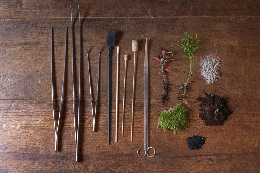 A selection of tools and plants needed for a terrarium