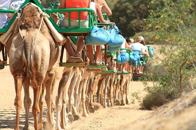 maspalomas camellos