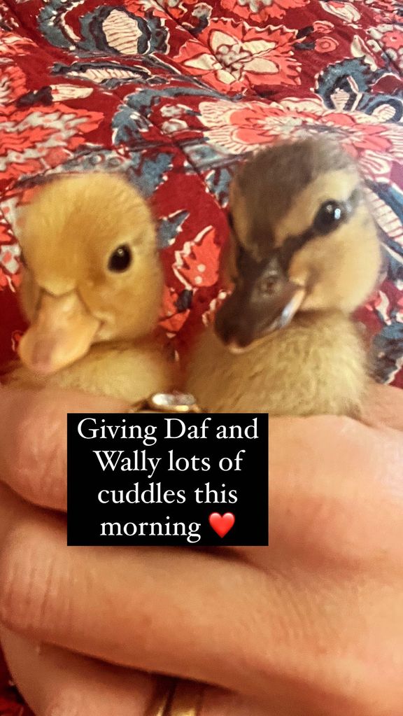 A photo of ducks Wally and Daffy