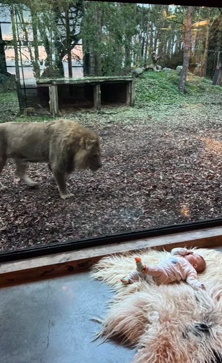 Baby Frank laying infront of a lion 