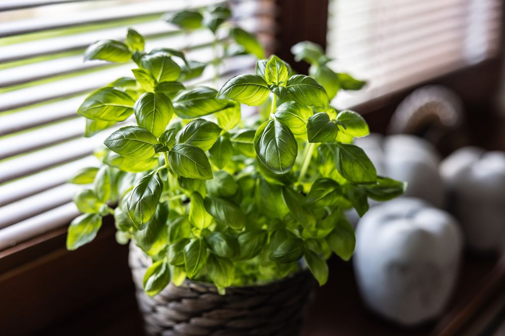 Fresh basil on the windowsill needs a lot of light and water.