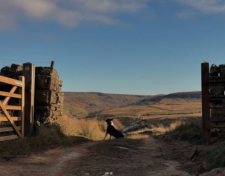 A sheepdog in the fields