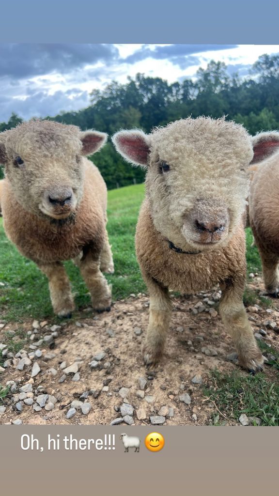 Carrie Underwood shares photos of lamb near her home on her Instagram Stories