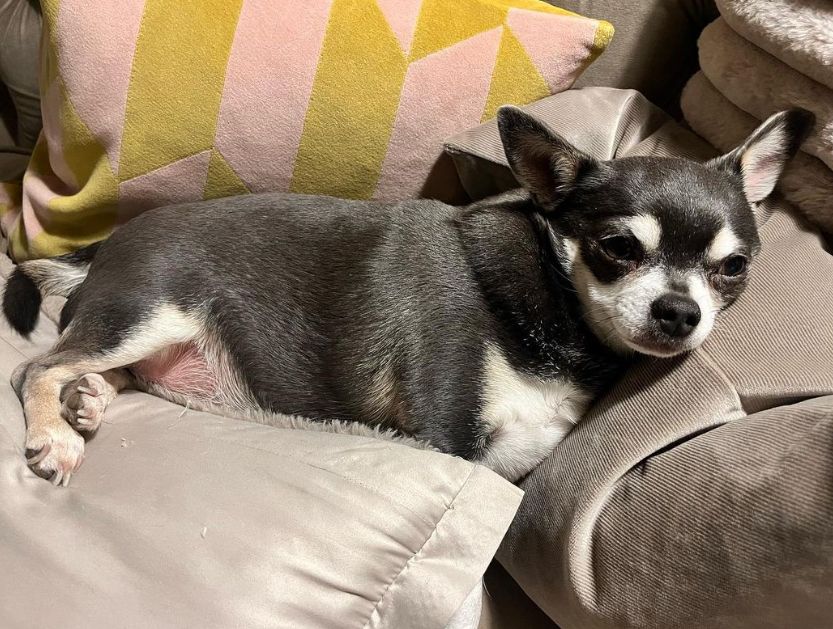 A dog on a set of pillows