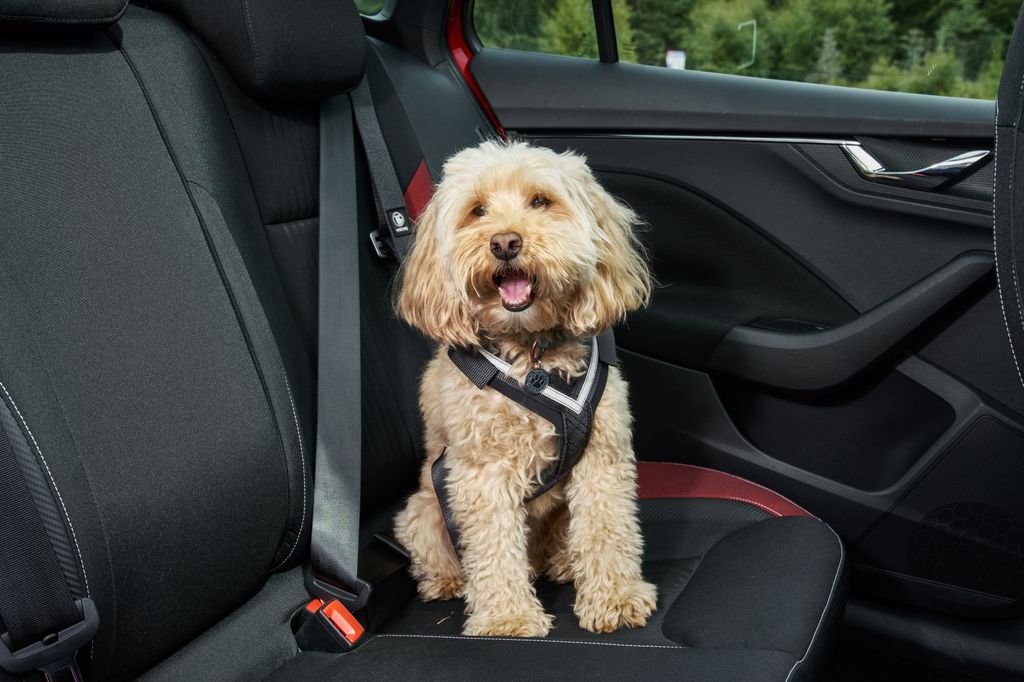 Safety first: This dog is wearing a seat belt harness