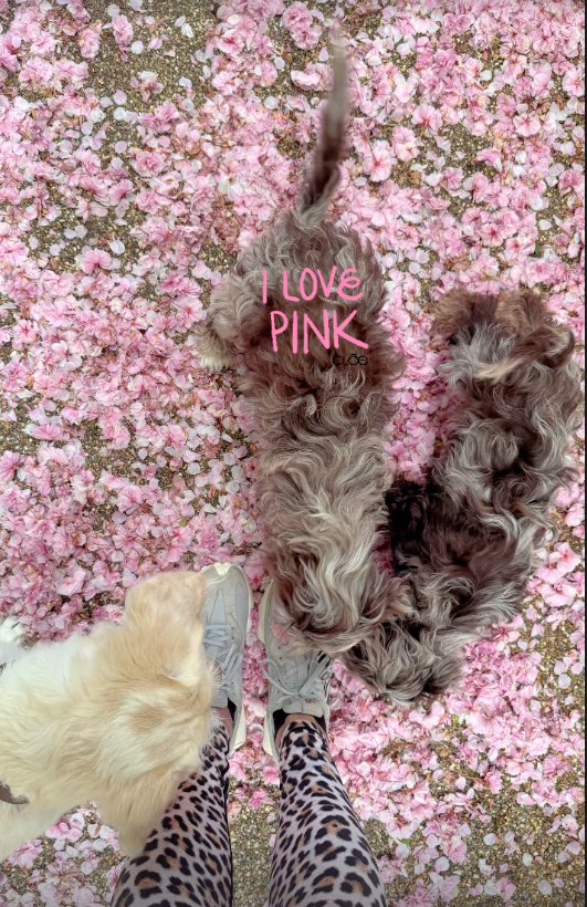 Photos of dogs standing on cherry blossom petals