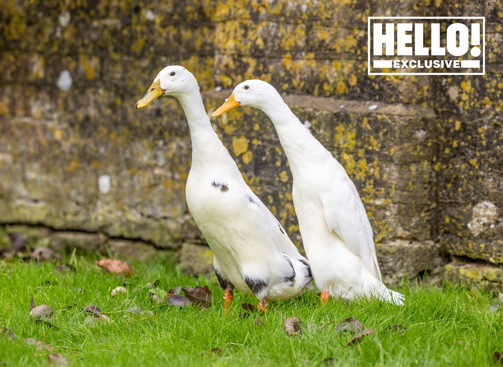 Nicola and James Reed's ducks at Wiltshire home 