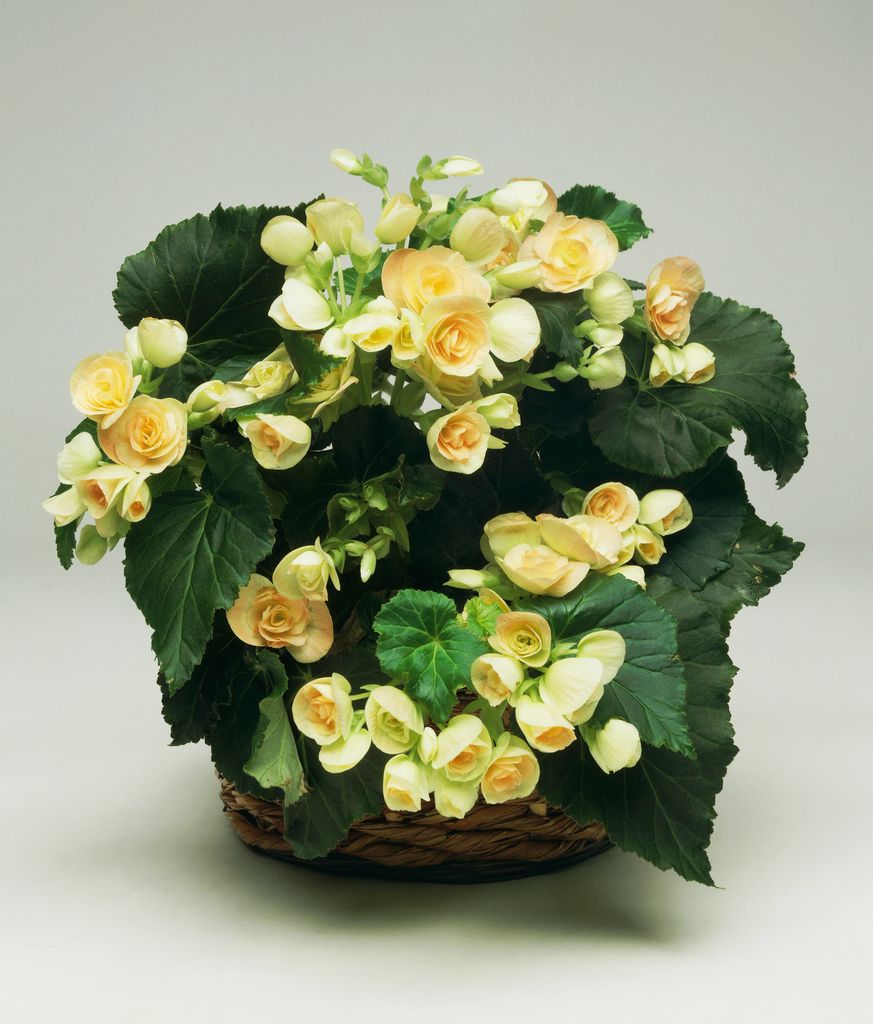 Begonia Elatior plant.