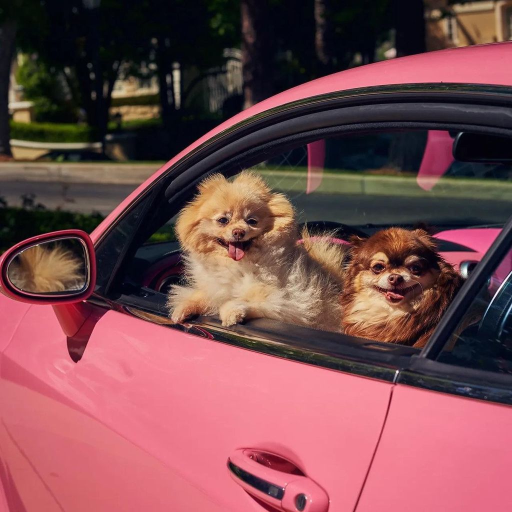 paris hilton pet chihuahua harajuku bitch riding in pink car