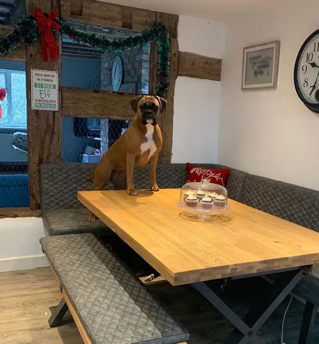 20 a dog stands on a dining table