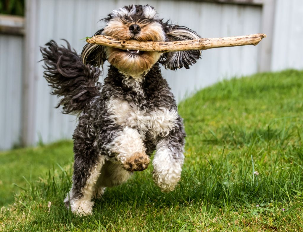 A cavoodle playing with a stick.