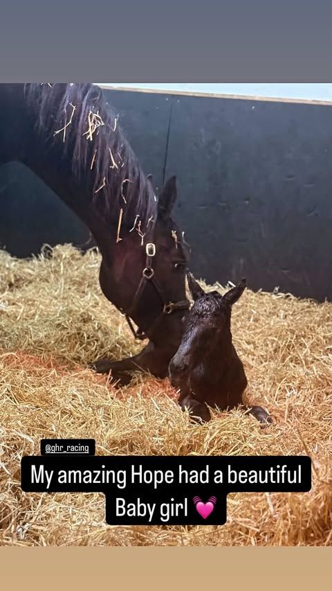 horse with newborn foal 