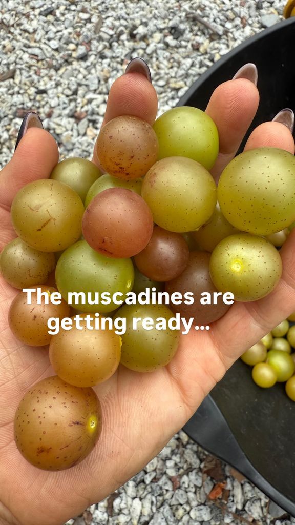 Carrie Underwood shares a photo of a bushel of muscadines inside her home, posted on Instagram Stories