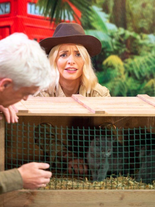 holly willoughby kitten