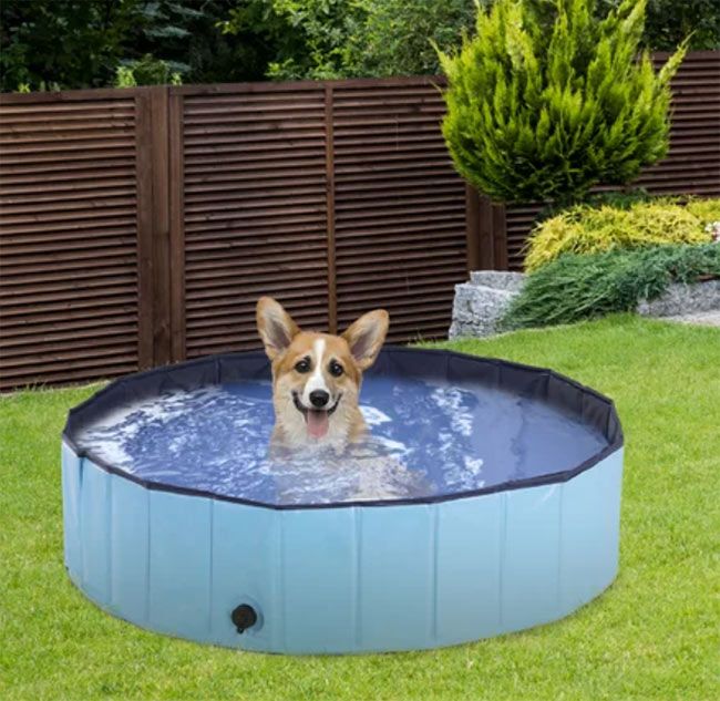 wayfair dog pool