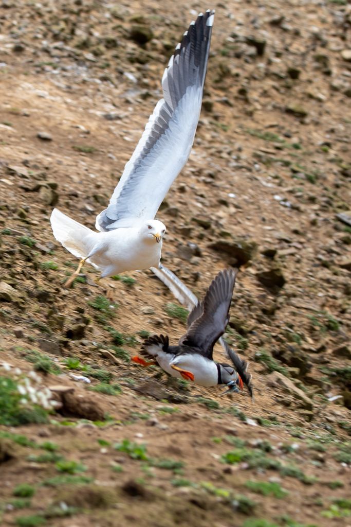 Gulls are one of the biggest dangers to puffins on the island