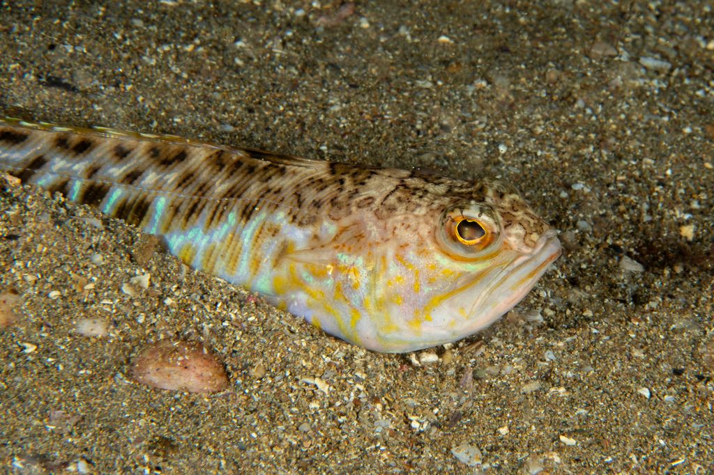 Weeverfish hiding in the sand