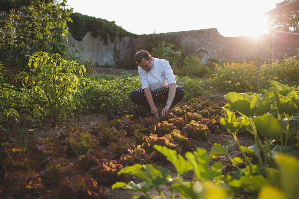 Man in chefs jacket tending to vegetables in a kitchen garden 