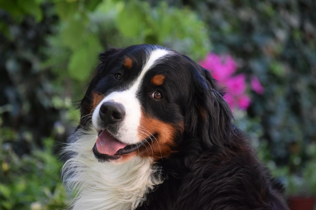 Close up of a Bernese Young Pup looking at a camera with tired eyes