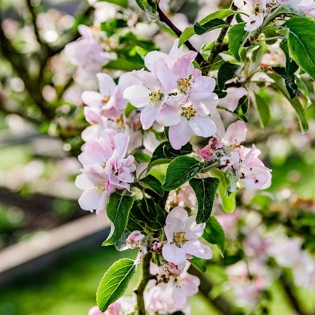 Close up shot of cherry blossom from a plant in the Strawbridge's Chateau garden