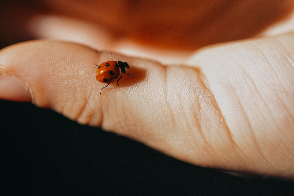 Ladybug on a child's hand.