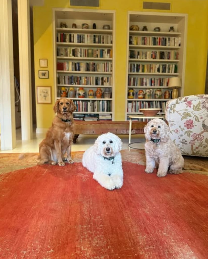 three dogs with bookcases behind