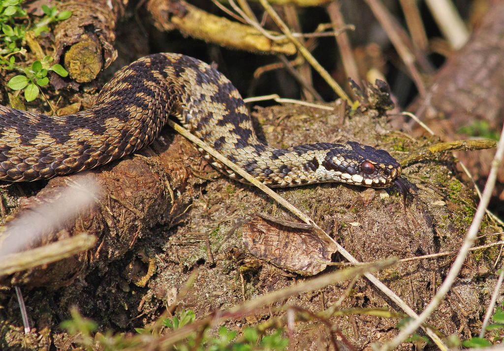 An Adder [Vipera berus] warming up in the sunshine after coming out of hibernation