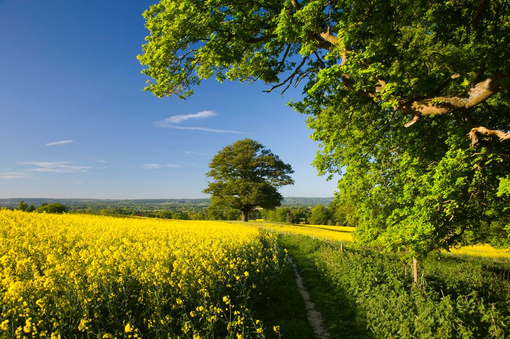 Spring sees the flowering of oilseed rape (brassica napus) crops across many parts of southern England. Characterized by its bright yellow colour and distinctive smell, rape is used mainly as a source of vegetable oil and biodiesel. World rape production has increased tenfold in the last forty years.