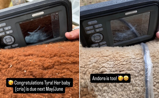 ultrasound on alpacas