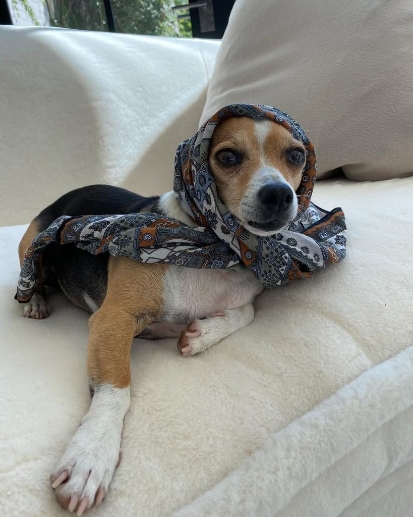 Ellen Degeneres and Portia de Rossis dog Augie in a head scarf on an Instagram photo dressed