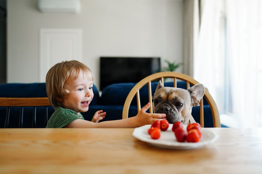 Little child sharing sweet strawberry with his furry friend domestic bulldog