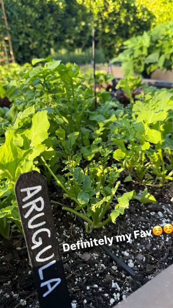 Tom Brady's arugula plants