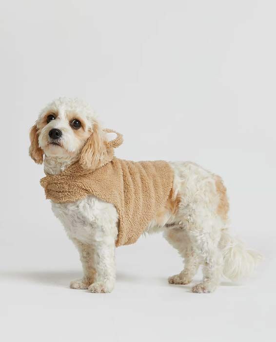 16 best Christmas presents for dogs 2021: From an M&S puppy hamper to cute  dog outfits