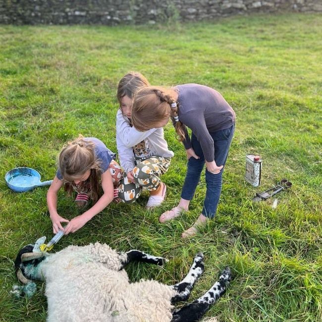 amanda owen children lamb