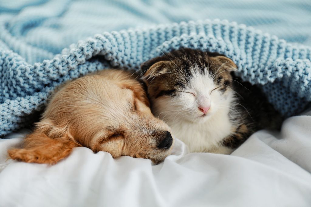 A heartwarming image of a puppy and kitten peacefully asleep together under a soft blue blanket, embodying themes of friendship, warmth, and companionship 
