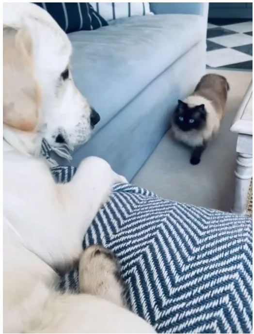 Holly Willoughby's dog and cat