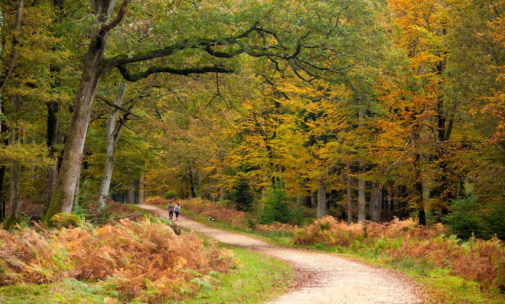 path through autumn woodland