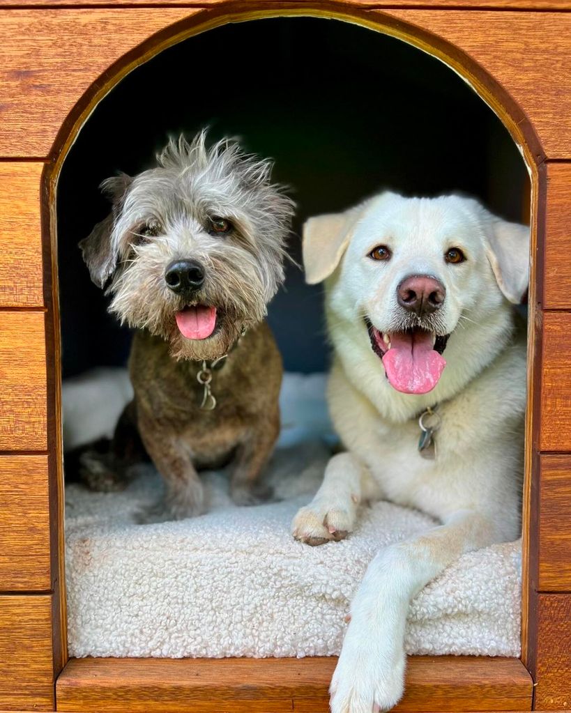 Jennifer Aniston's two dogs sitting in their dog house