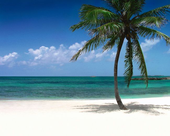 a lone palm tree grows on a white sandy beach with the open ocean in the distance and blue sky with only a few wisps of cloud in the distance
